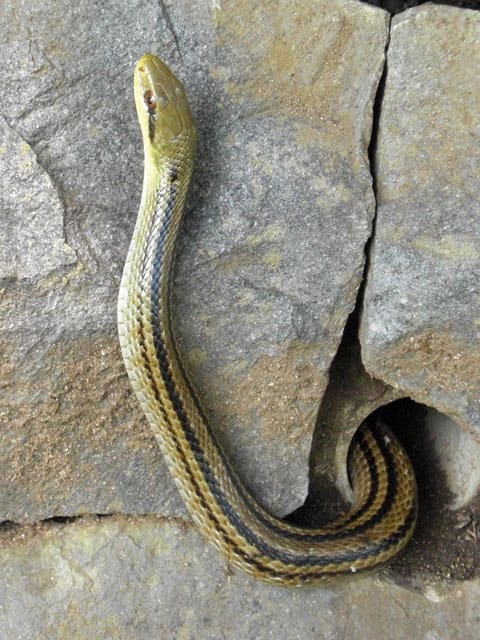 シマヘビ」の意味や使い方 わかりやすく解説 Weblio辞書