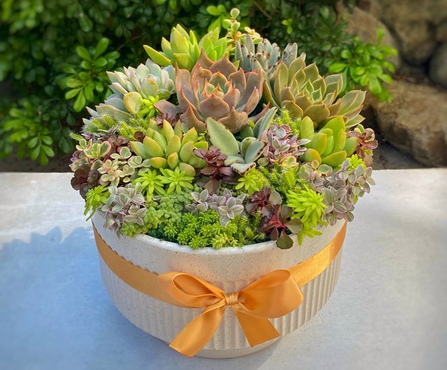 台湾 【お急ぎ対応可・名入れカード対応可】大型多肉植物鉢／輸入