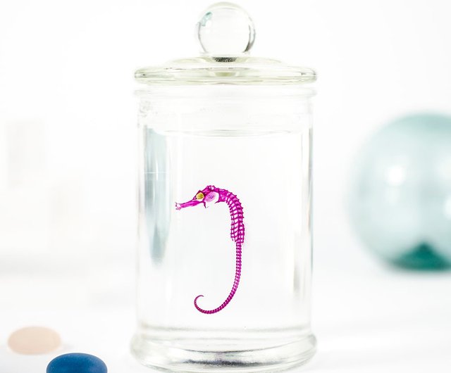 台湾 透明標本 タツノオトシゴ 魚類標本 台湾海洋生物 Kairu Eco-Art