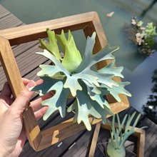 革製 P. Little Crown dwarf ドワーフビカクシダ_ギフト/コレクション