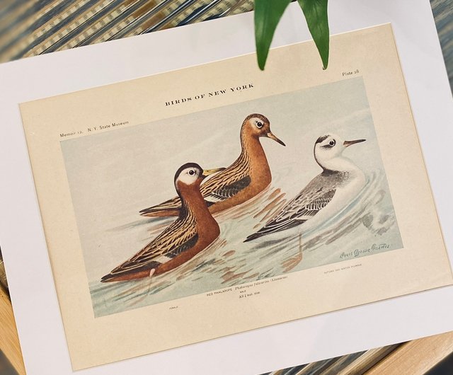 台湾 1914 鳥類図鑑 - ニューヨークの鳥のカラー リトグラフ -グレーの