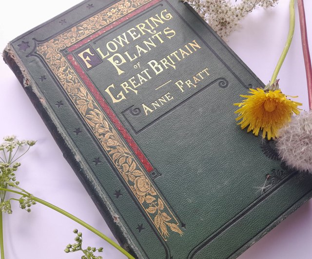 台湾 1873年 アンティー ク印刷の植物図鑑 ヴィクトリア朝の挿絵は