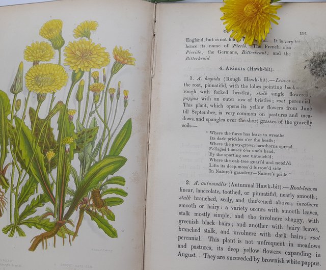 台湾 1873年 アンティー ク印刷の植物図鑑 ヴィクトリア朝の挿絵は