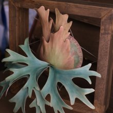 革製 P. Little Crown dwarf ドワーフビカクシダ_ギフト/コレクション