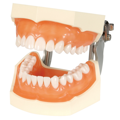 FEEDデンタル】機能的顎模型の通販｜実習用模型