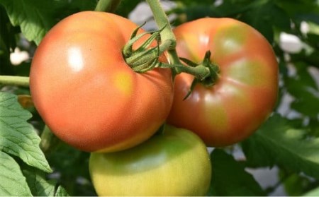 竹田市産】高原トマト 16～28個 【2026年5月下旬-2027年1月上旬発送