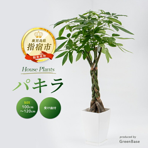 2026年3月中旬～発送【観葉植物】パキラ 110cm～130cm Green Base 025