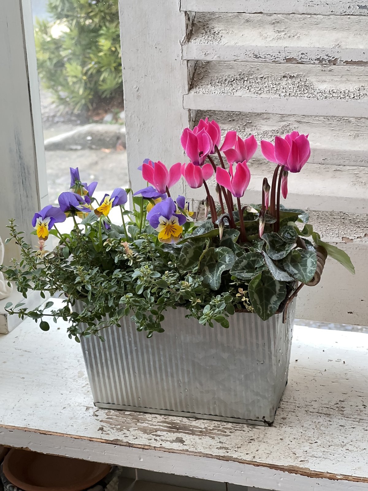 TINプランタースクエアの寄せ植え - Le Ciel（ル・シエル）