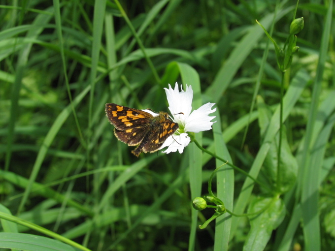 タカネキマダラセセリ