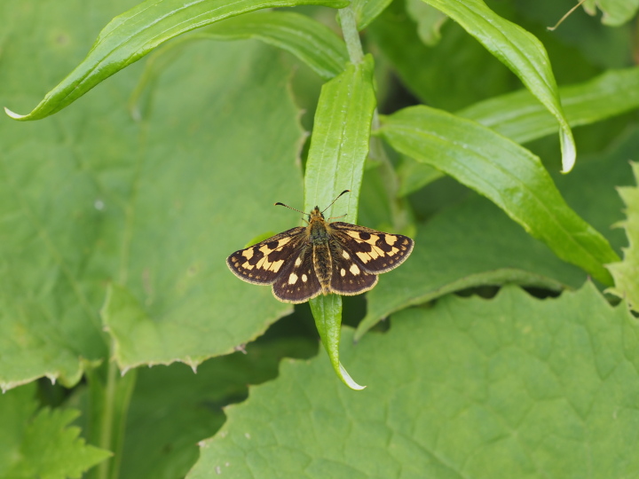 タカネキマダラセセリ