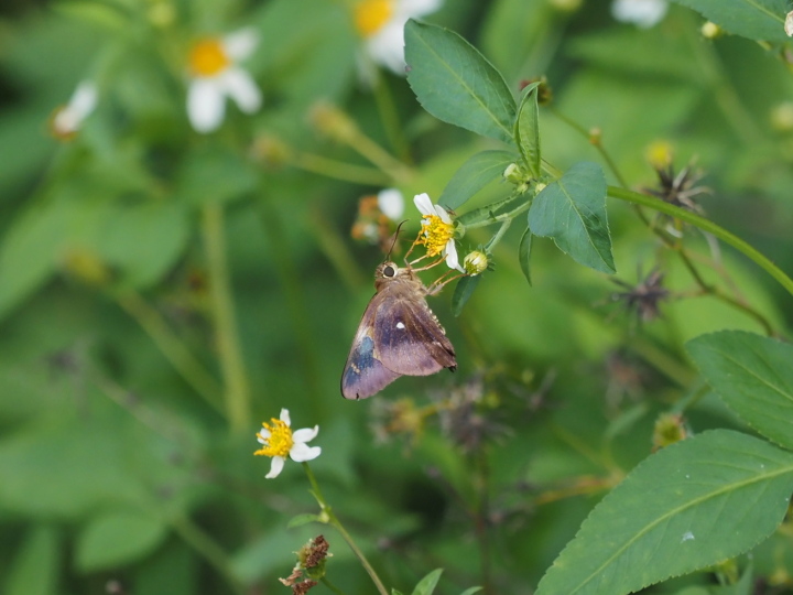 テツイロビロウドセセリ