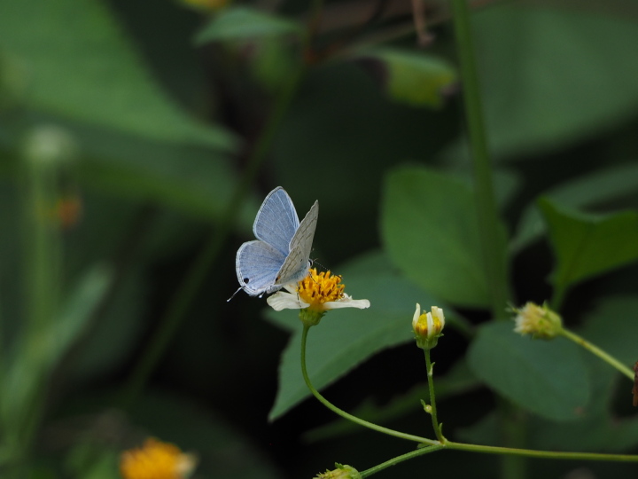 ウスアオオナガウラナミシジミ