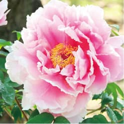 LUMINAGE | シャンソン化粧品