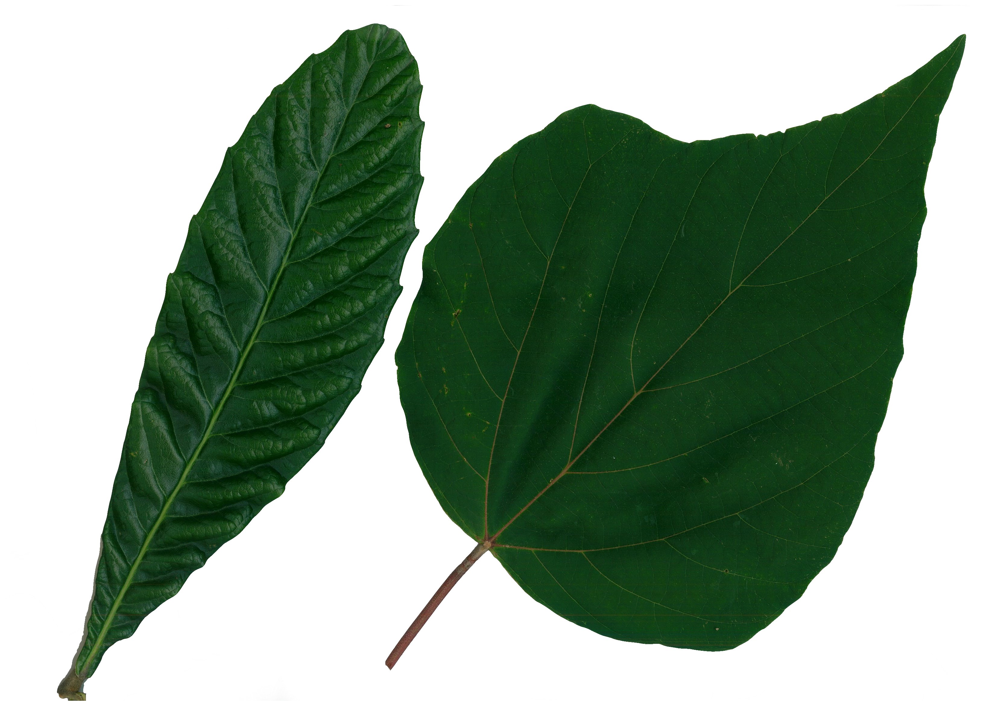 樹木NEWS-228:どれも1枚の葉っぱ | 千葉明徳短期大学附属幼稚園