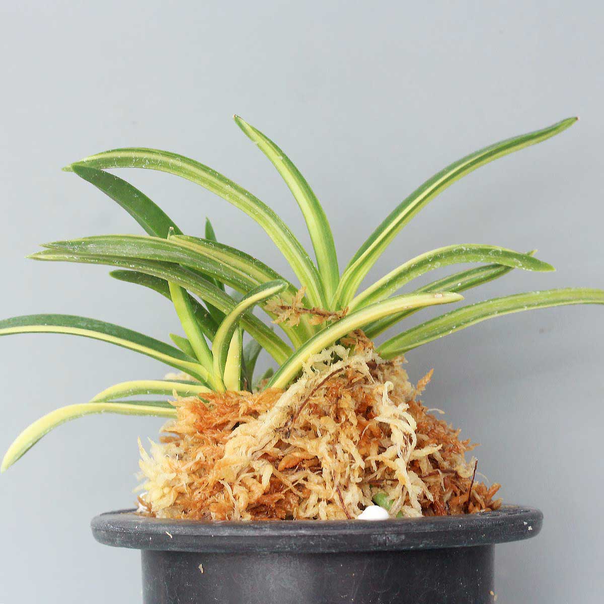 富貴蘭 金広錦 (25a01) - 「中越植物園オンラインショップ」