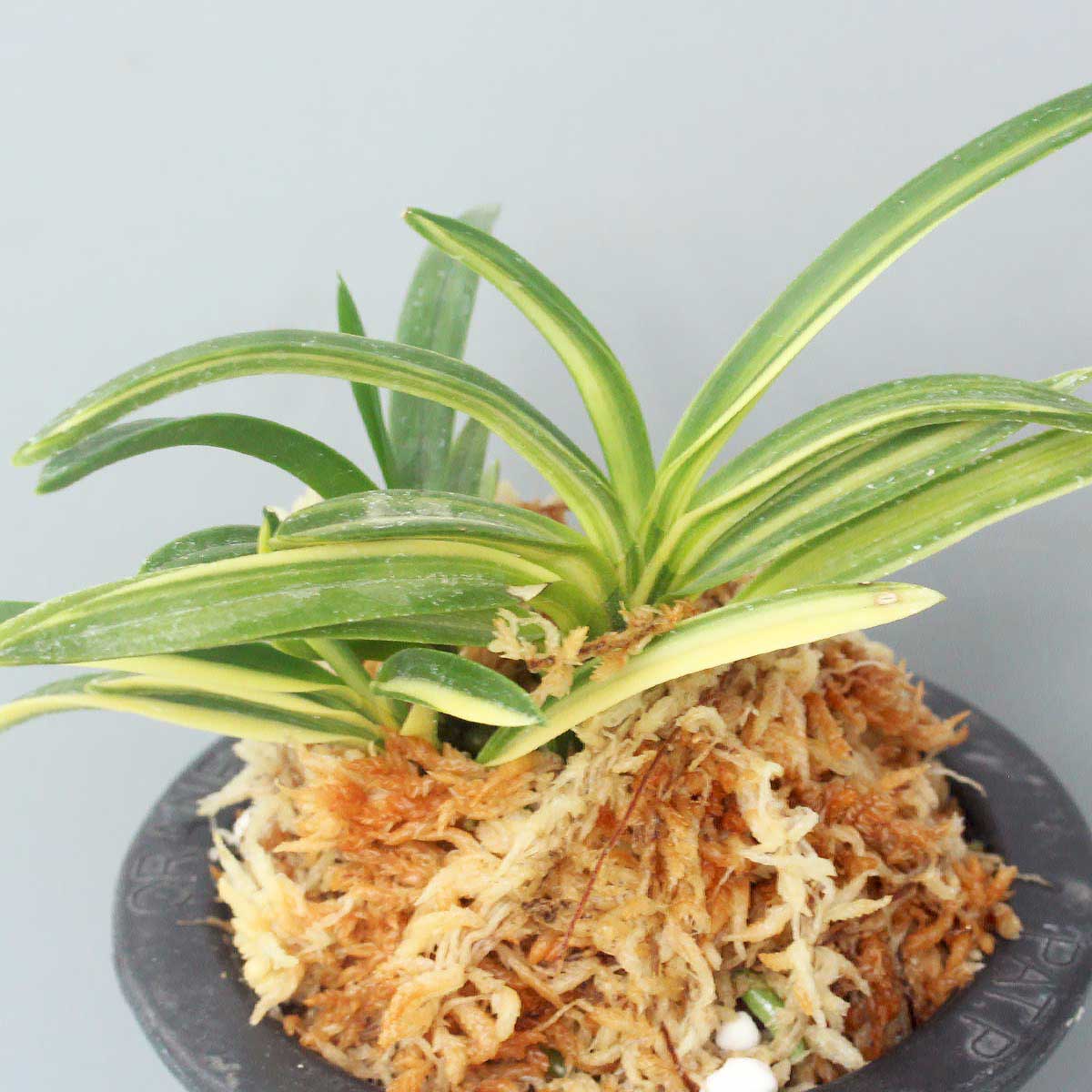 富貴蘭 金広錦 (25a01) - 「中越植物園オンラインショップ」