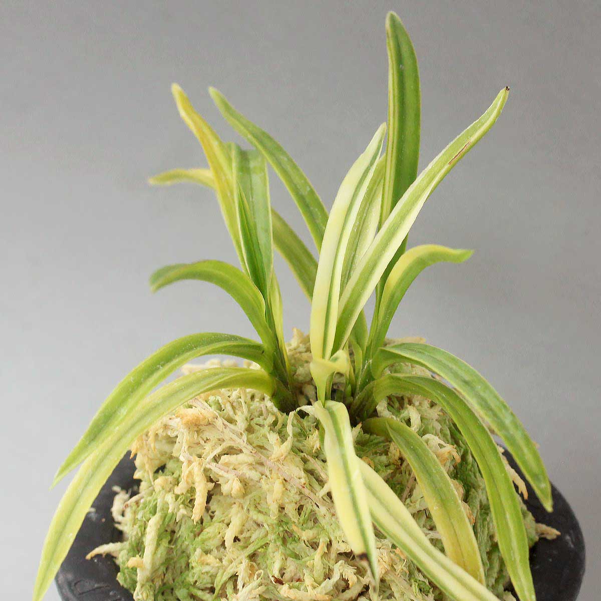 富貴蘭 出雲錦 (25a30) - 「中越植物園オンラインショップ」