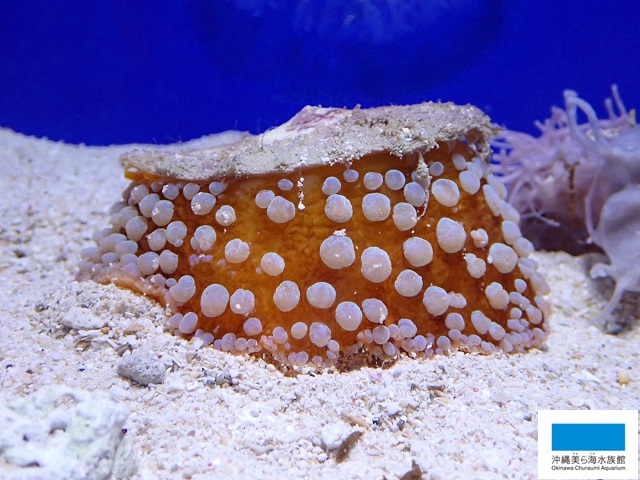 変わったかたち】 | 美ら海だより | 沖縄美ら海水族館 - 沖縄の美ら海