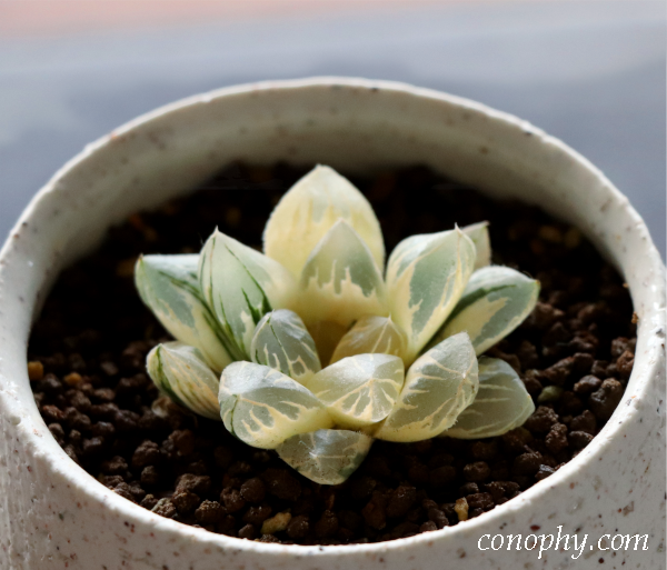 糊斑のハオルチア(白蛇伝・白銀の露など)の購入時の注意点/派手斑や全