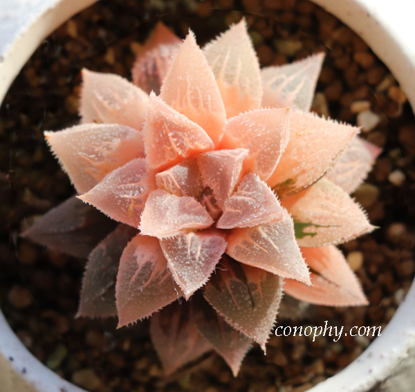 ハオルチア錦の群生：全斑（おばけ）を生かして表現豊かに | グリーン