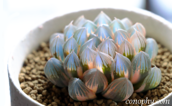 オブツーサ錦って？ 斑入りの魅力/斑を表す用語/錦の選び方 | グリーン