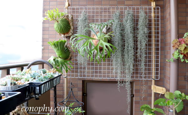 チランジア・ウスネオイデスの育て方：枯らさず長く育てるコツ