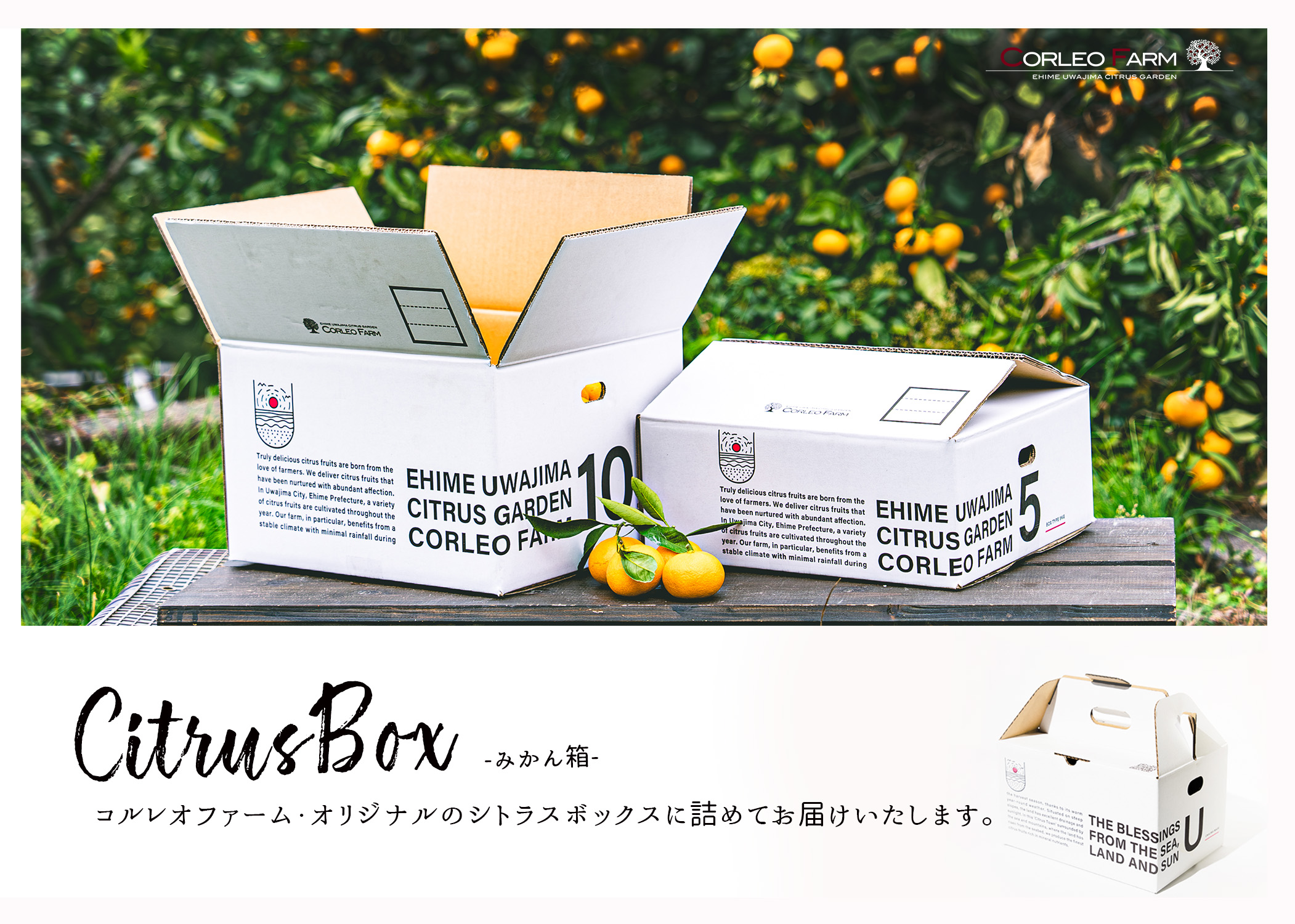 コルレオファーム / 【早生ポンカン】太田ポンカン