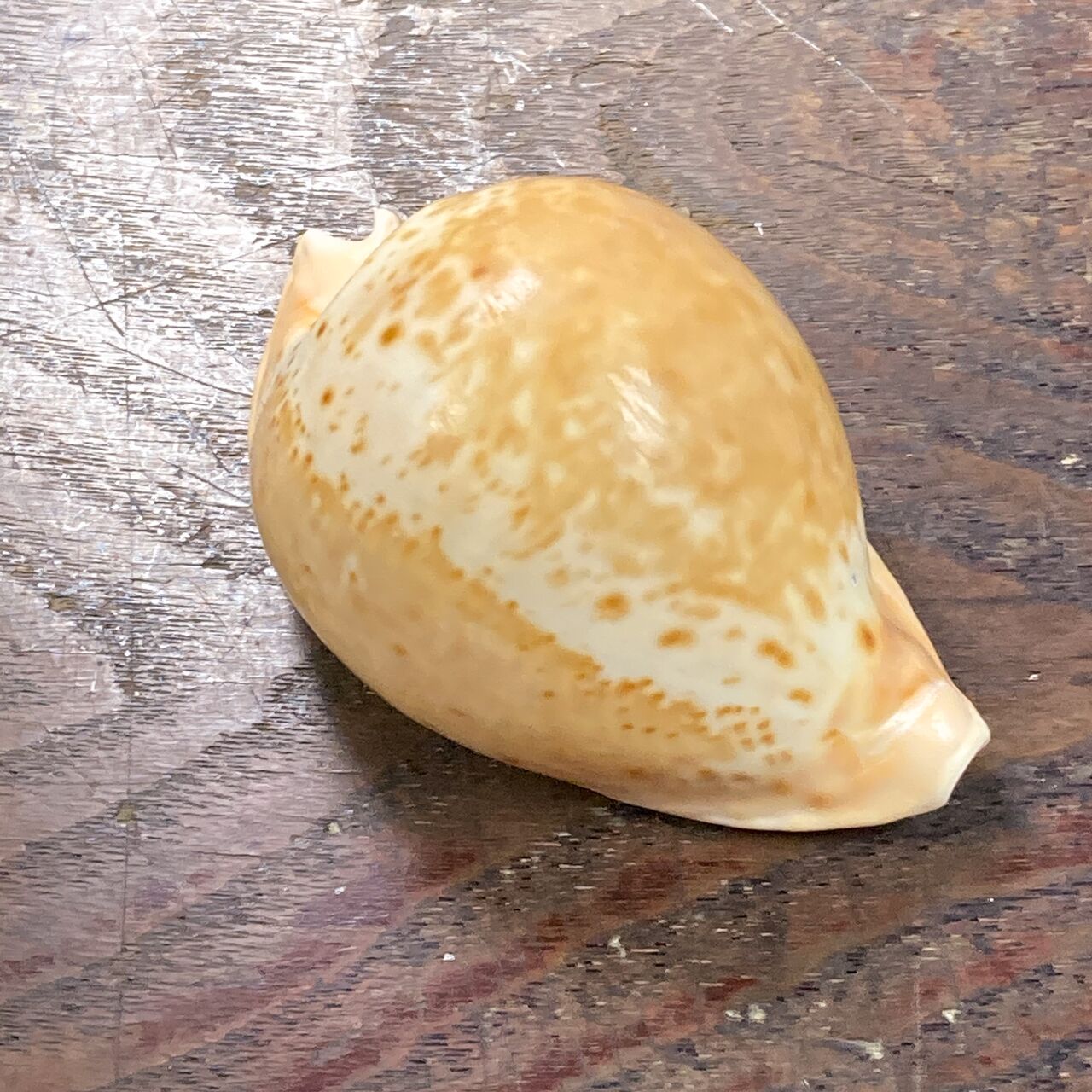 自然・標本 :: 標本 :: ウスアカネダカラApricot-Coloured Cowry 84mm