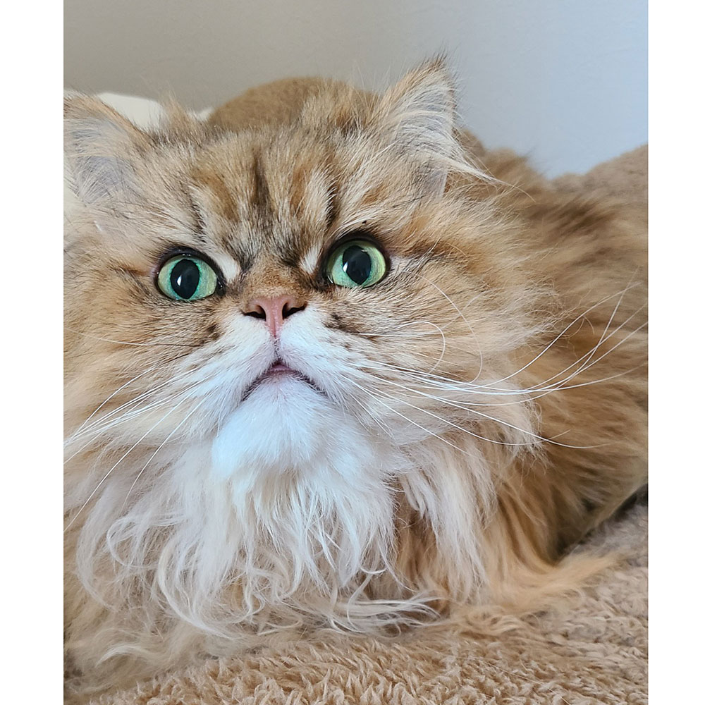 211228 銀 チンチラゴールデン（ペルシャ猫） - 【公式】ぬいぐるみの