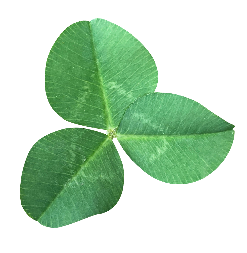 切り抜き】三つ葉のクローバー - Creators Photo(クリエイターズフォト