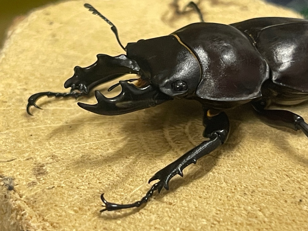 マルバネクワガタ | 昆虫Shop 樹液酒場