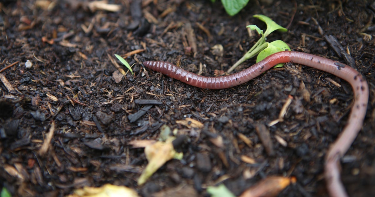 地中の王・ミミズの飼い方を徹底解説！ 生ゴミ処理部隊としても大活躍