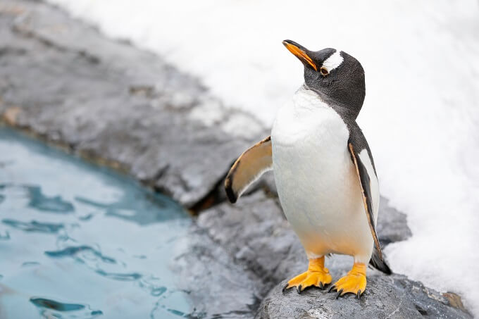 ペンギンは鳥なのになぜ飛べない？飛ばなくなった理由とは | バンダイ