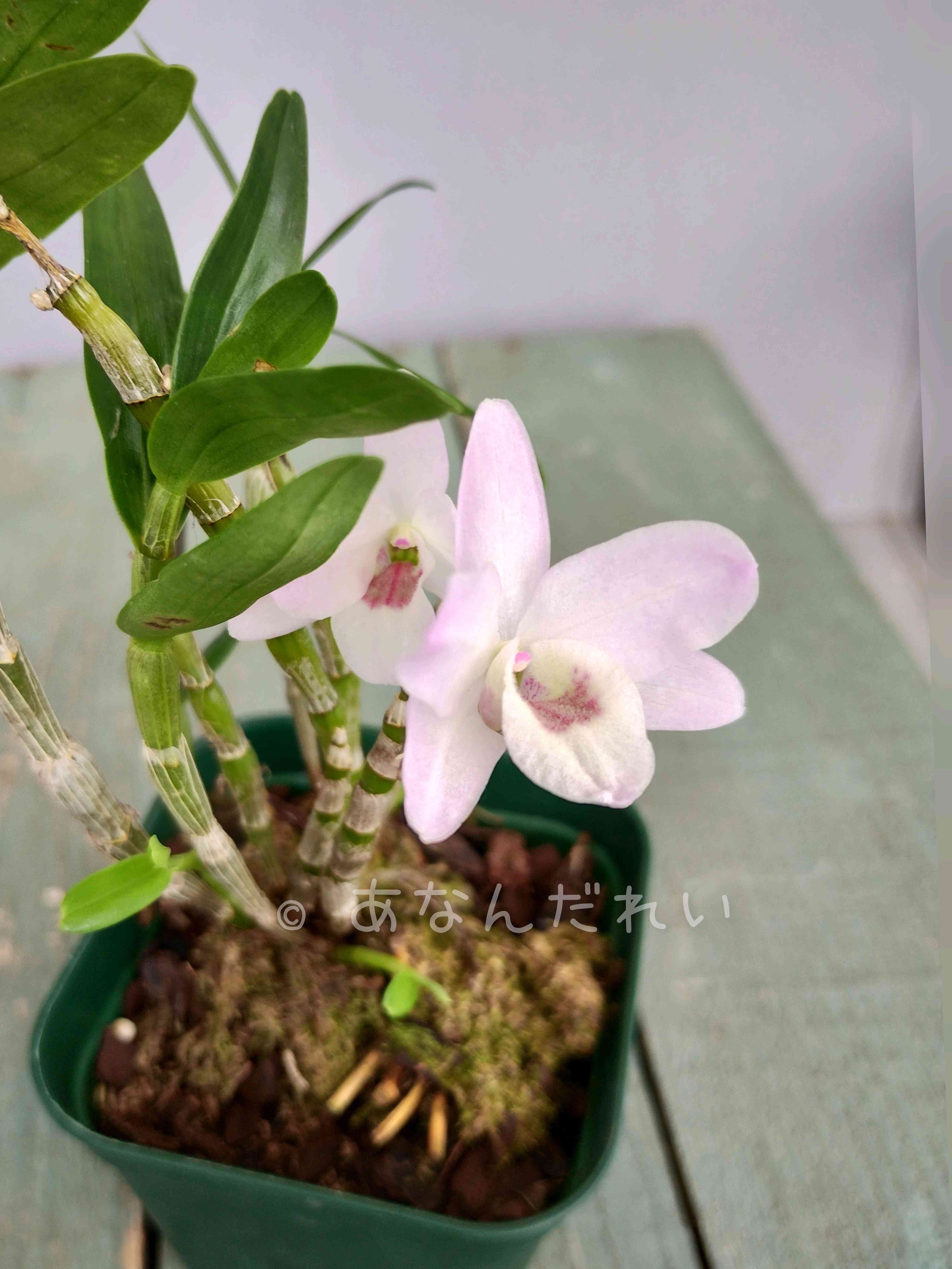 洋蘭の投稿画像 by 阿南田零さん｜ラン科と洋ランと花のある暮らしと