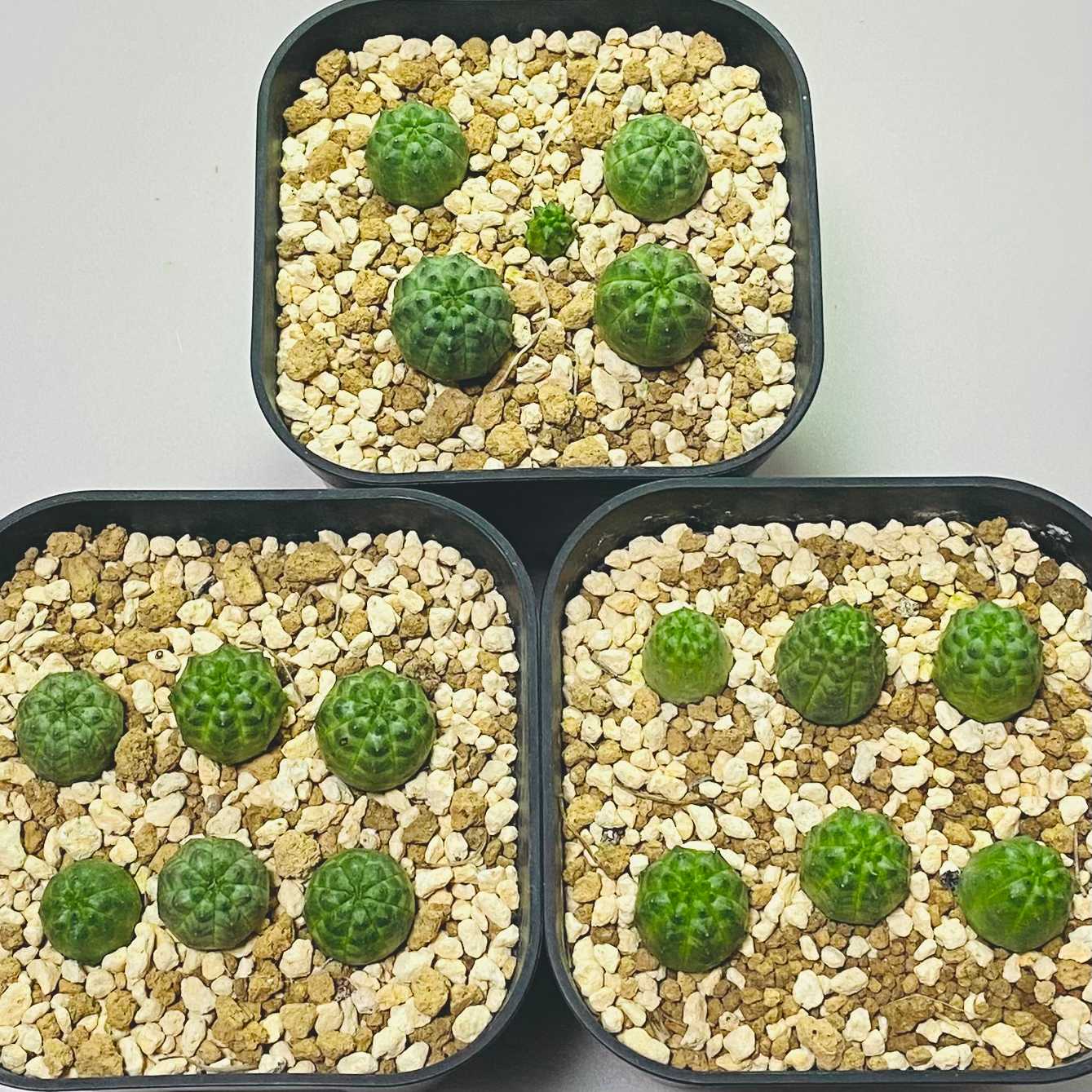 成長記録】ユーフォルビア オベサ 実生｜🍀GreenSnap（グリーンスナップ）