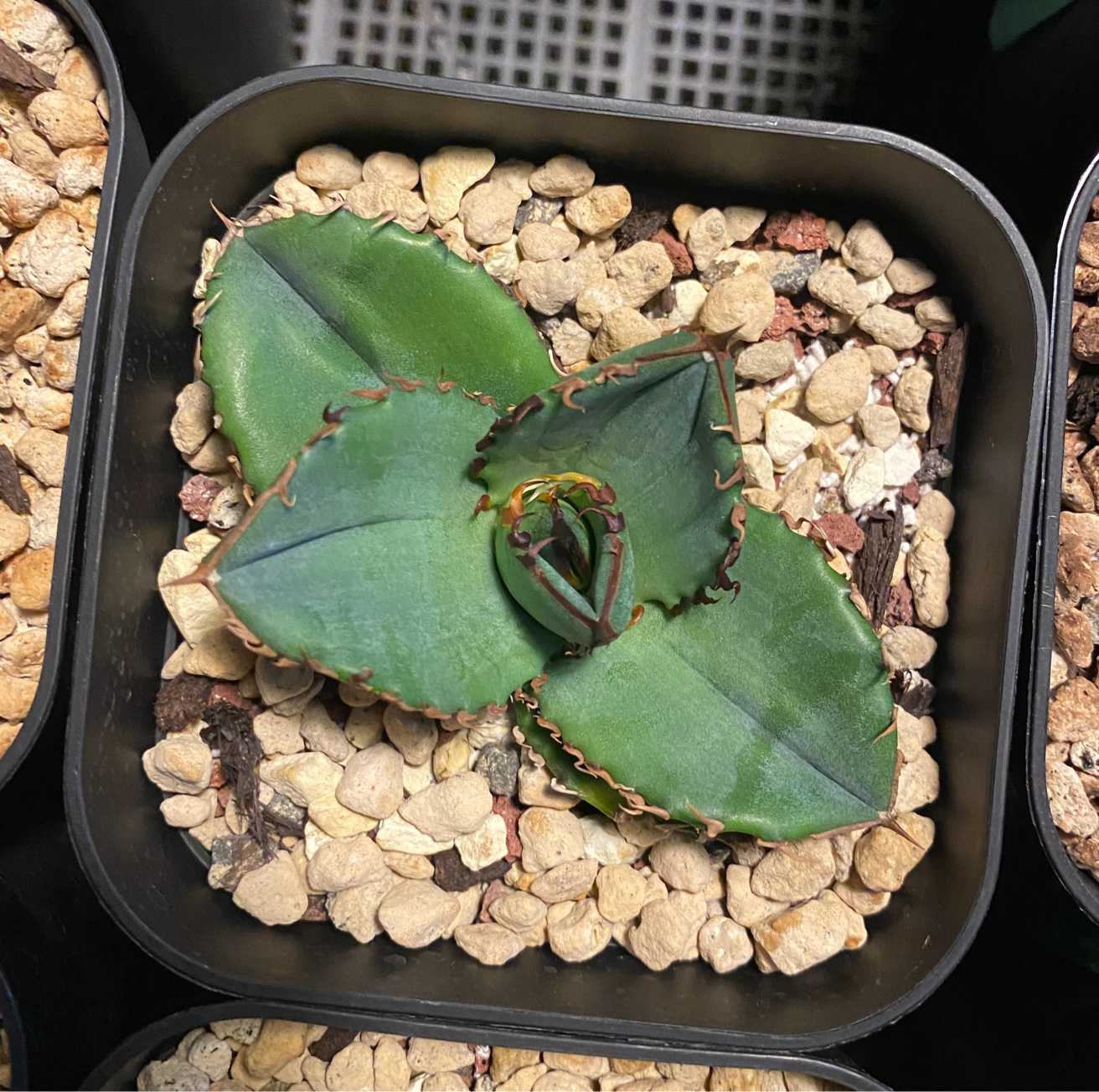 アガベ オテロイ 実生選抜｜🍀GreenSnap（グリーンスナップ）