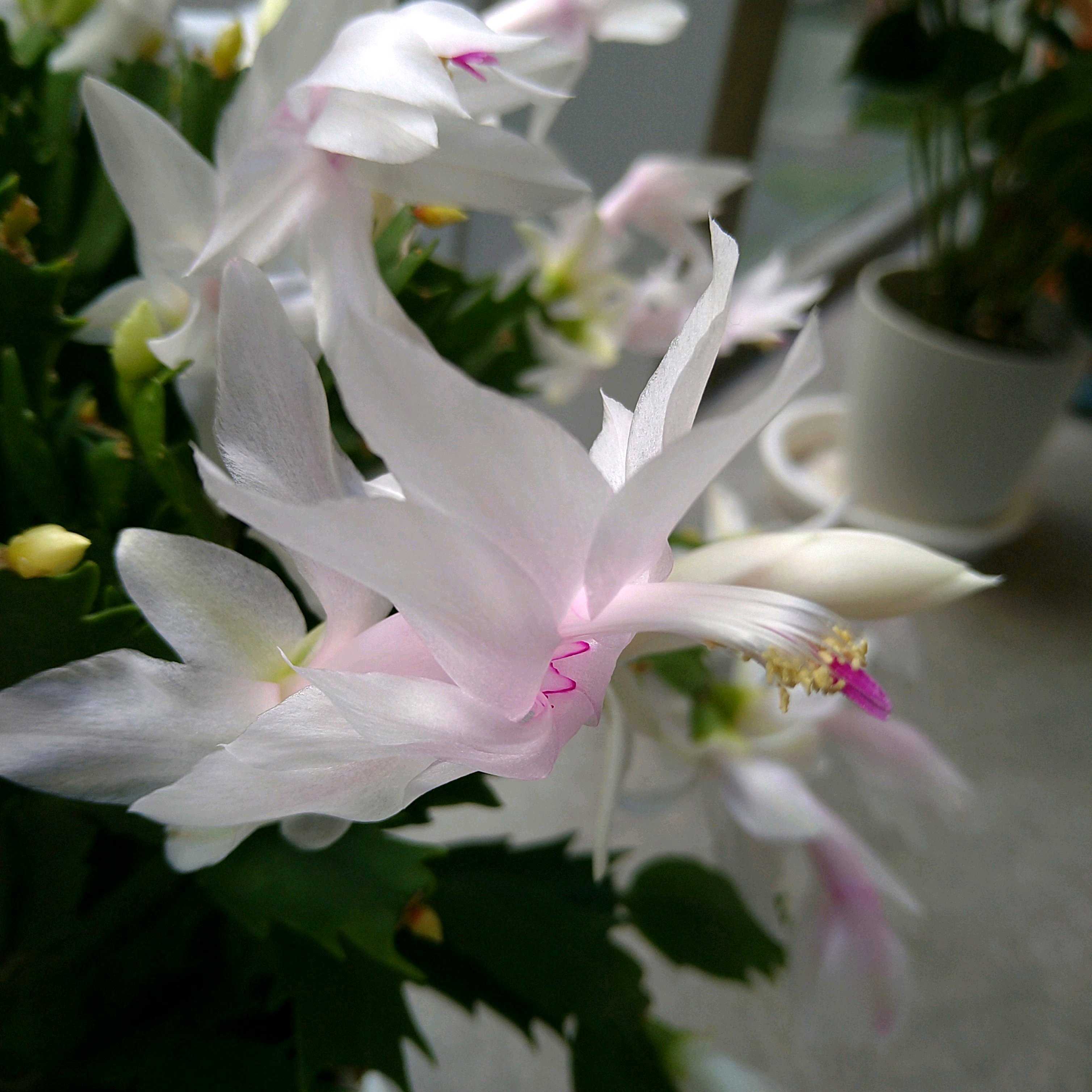 シャコバサボテンの投稿画像 by 蒼空Blueさん｜シャコバサボテンと