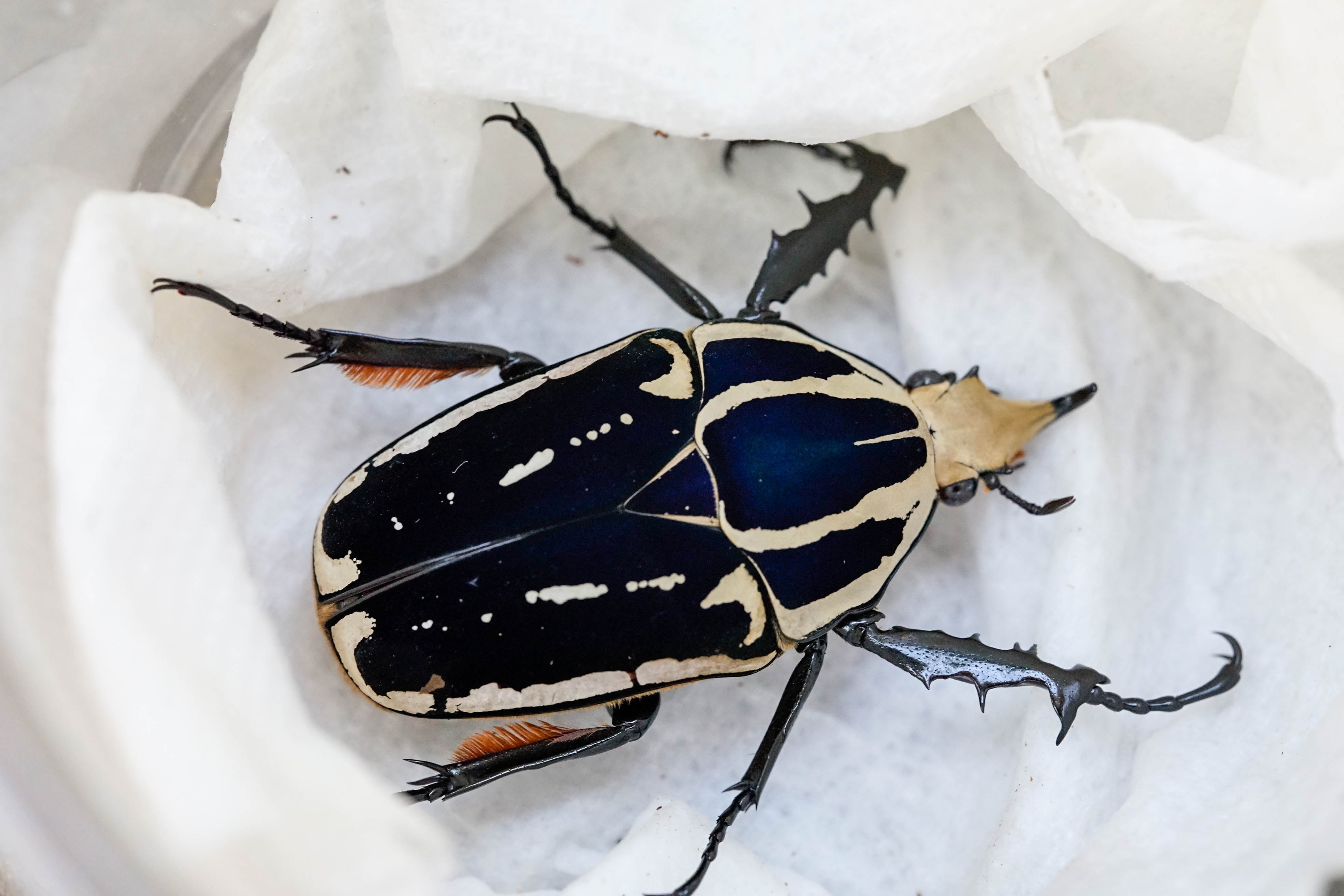 Giant Flower Beetle (Mecynorrhina torquata ugandensis) for sale