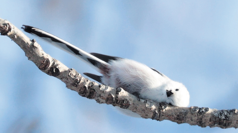 シマエナガ 枝にゴロ〜ン 2025年04月15日の記事 == 株式会社伝書鳩