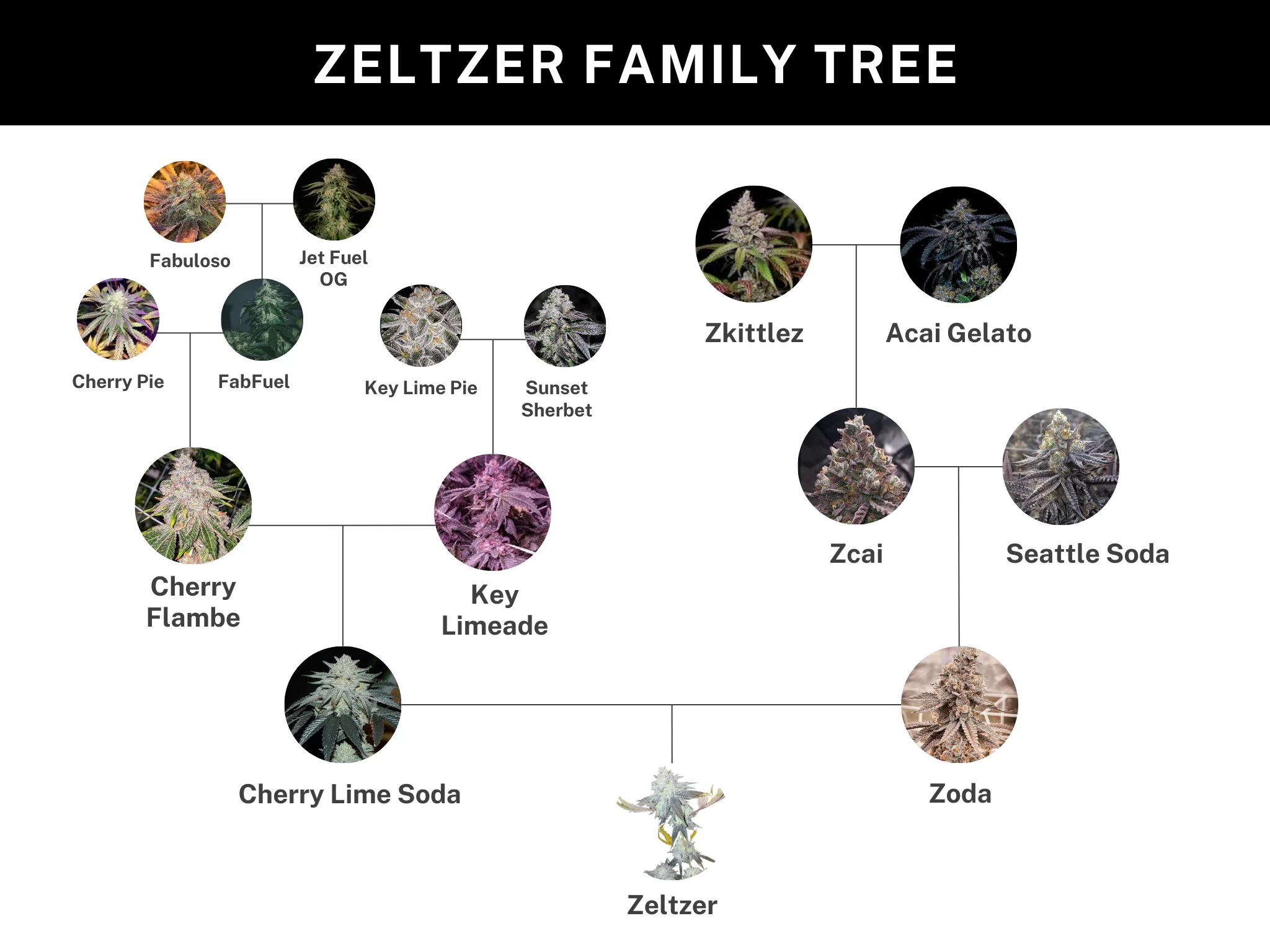 Zeltzer - Cherry Lime Soda x ZODA | Cannabis Seeds