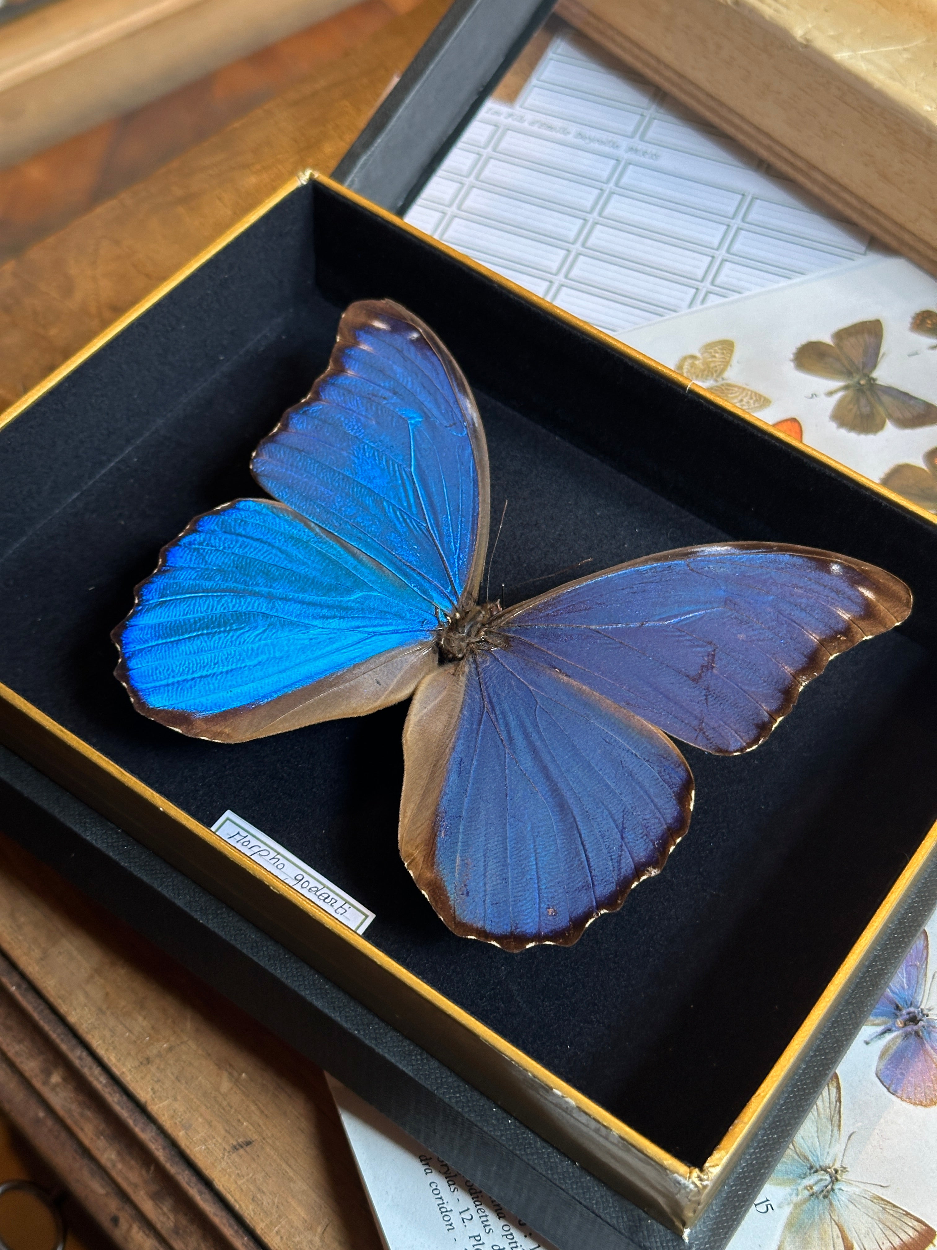 Morpho godarti – Deyrolle