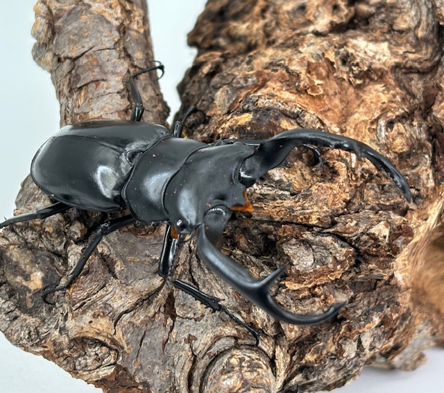 ミャンマー便! ウエストウッディオオシカ(カズミアエ)WD♂74mm♀38mm