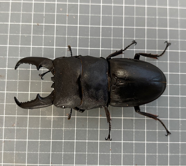 厳選!極太 倉敷ヒラタ(天然) ♂64.5-21.0-22.3mm ♀36.5mm CB♀38mm(極