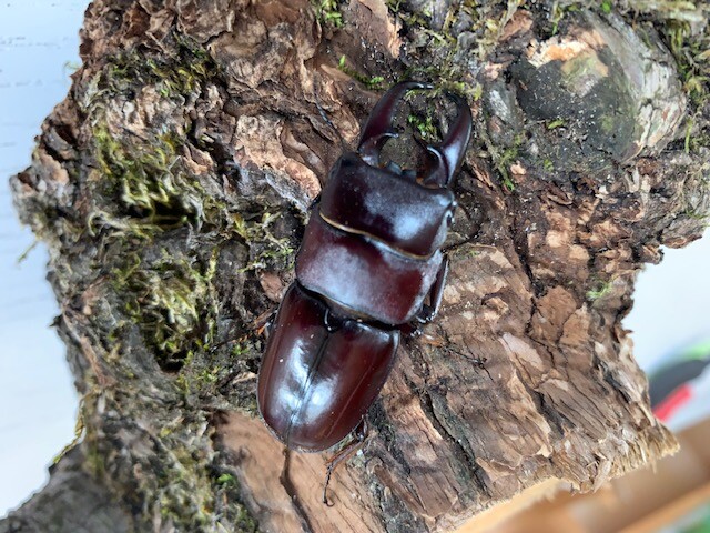 ダイトウヒラタ 大型♂40~♂55upペア 小豆色♪ | D.D.A ism