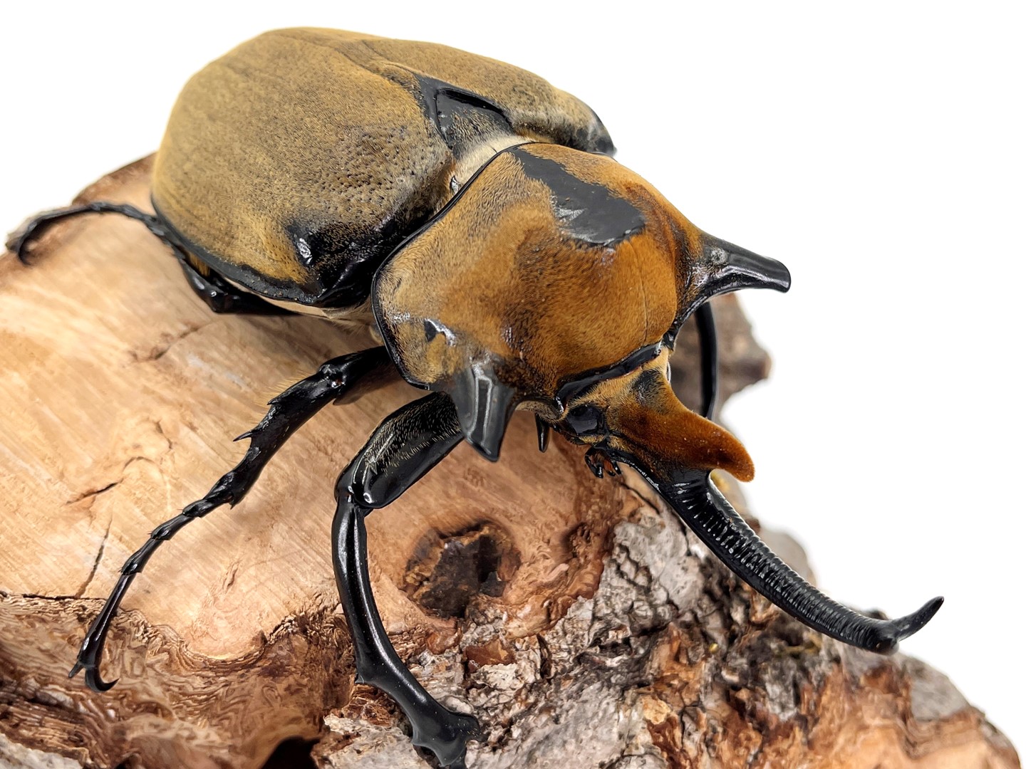 希少種 ノゲイラゾウカブト 成虫 ♂100～120mmUP ペア 重量級/美麗