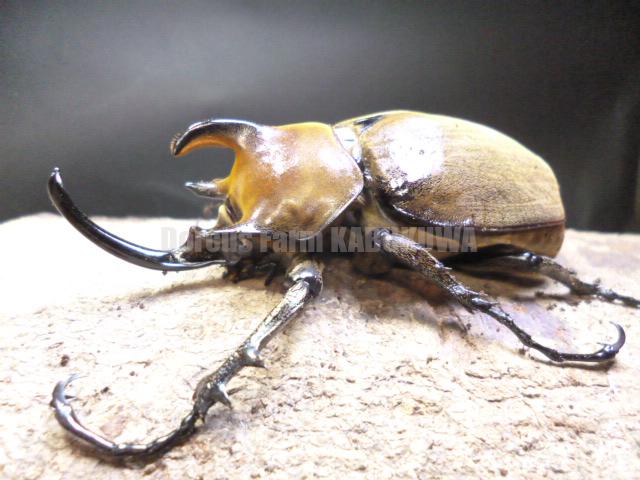 ギアスゾウカブトssp | Dorcusfarm
