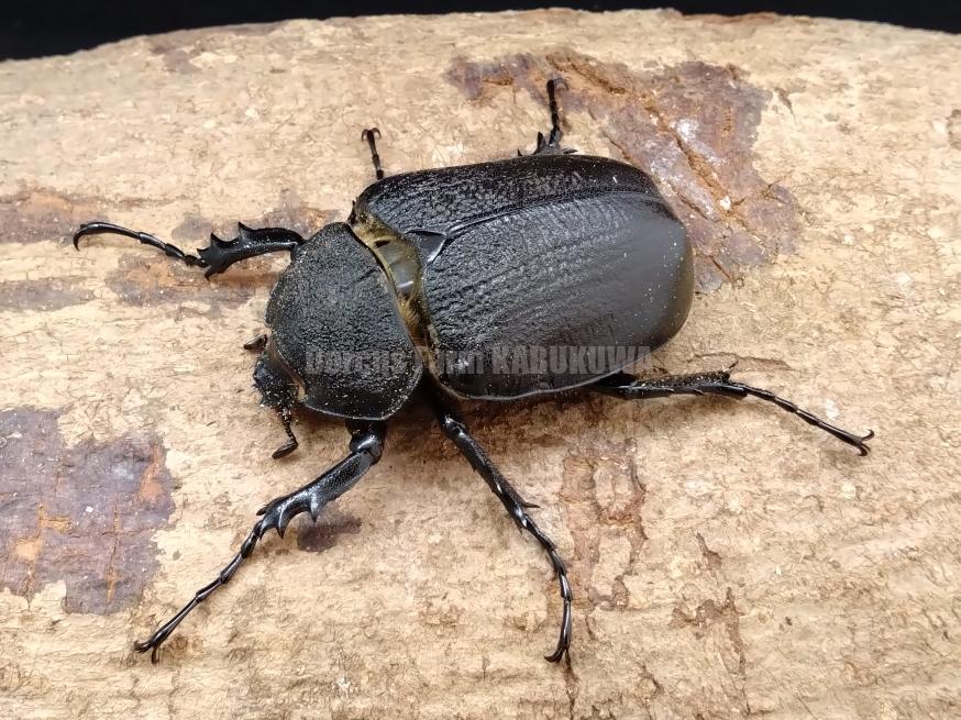 天然からのF2☆新成虫☆ボリビア産ヤヌスゾウカブトssp♂A-102mm♀74mm