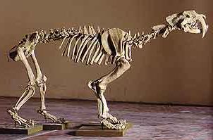 サーベルタイガー頭骨レプリカ