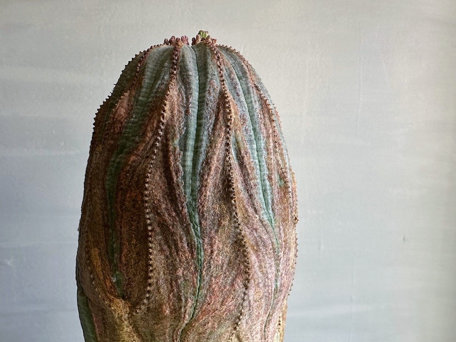 まさに珍奇植物。「木質化」という経年変化が楽しめるユーフォルビア