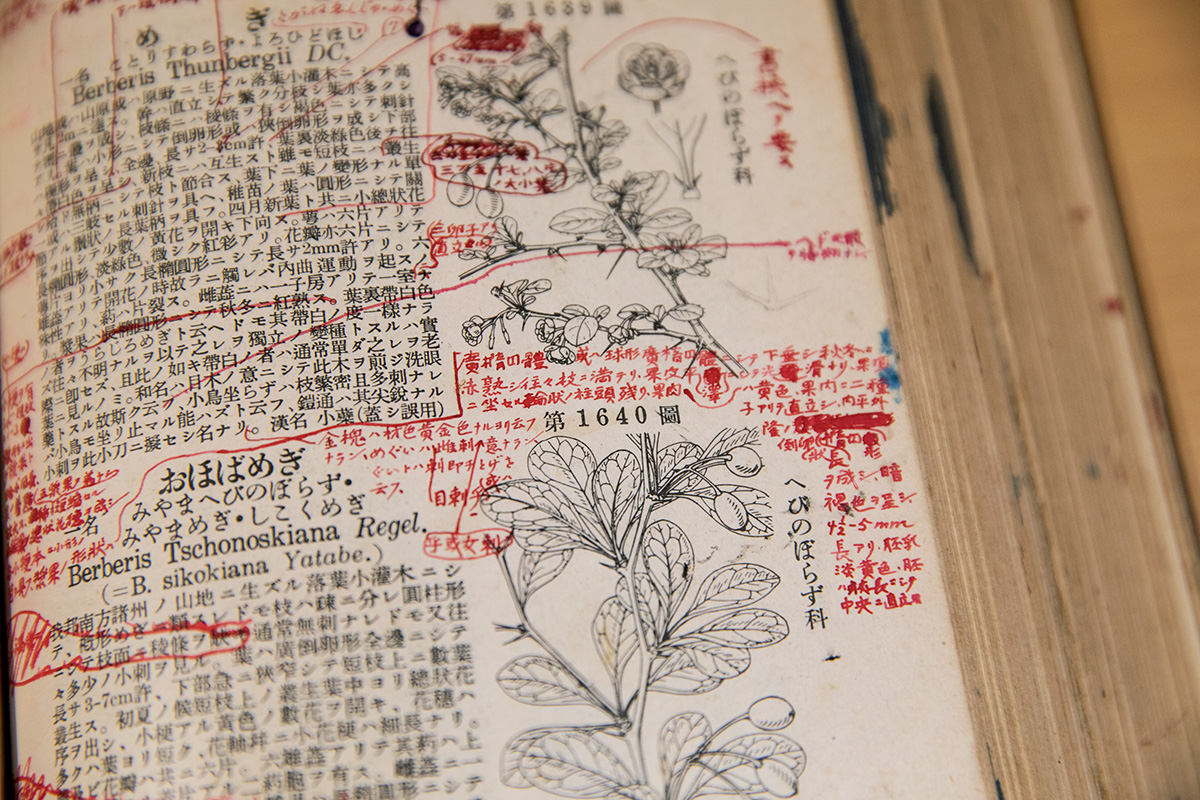 NHK朝ドラ「らんまん」モデル 牧野富太郎とは？ | Discover Japan